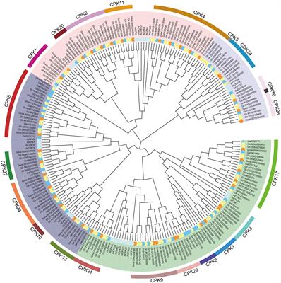 Calcium-Dependent Protein Kinase GhCDPK28 Was Dentified and Involved in Verticillium Wilt Resistance in Cotton